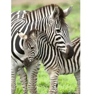 Puzzle 300 pièces XXL Ravensburger - Mes zèbres préférés - Animaux - Enfant - Intérieur pas cher