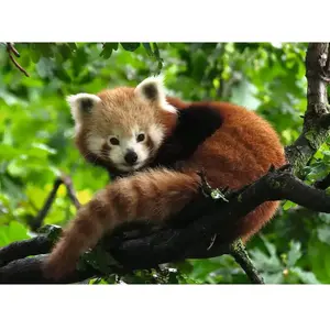 Puzzle 500 pièces - Ravensburger - Adorable Panda roux - Adulte - 500-750 pièces - Blanc