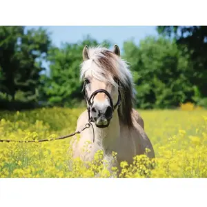 Ravensburger Erwachsenenpuzzle-15038 Puzzle de 500 pièces, 15038, Jaune pas cher