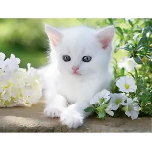 Ravensburger - Puzzle Adulte - Puzzle 1500 p - Chaton blanc - 16243 pas cher