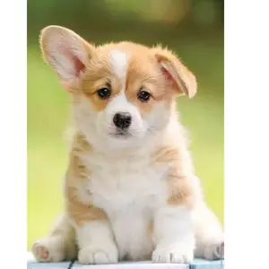 Puzzle 500 pièces - Nathan - Adorable corgi - Animaux - Blanc - Mixte pas cher