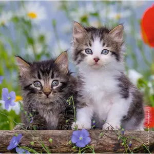 Ravensburger Coffret de Puzzles 3x49 Pièces - Chatons Tigrés pour Enfants - Neuf pas cher