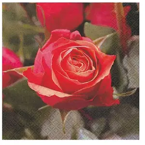 Rayher Serviette - Rose pas cher