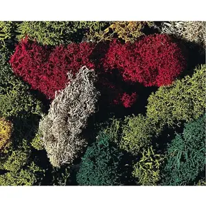 Modélisme : Végétation : Lichen 5 couleursVendu paravenue-des-jeux