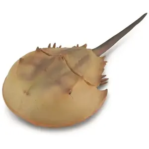 Collecta jouer animal préhistorique crabe en fer à cheval 15 cm ABS marron