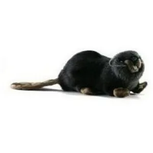 Comparateur de prix : Peluche castor Anima couché 22cm