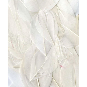 Artémio Plumes - Blanc - Sachet de 3 g - Lissées - Lg 6 cm env.Vendu parscrapmalin