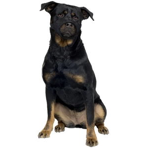 Muselière pour chien en nylon museau plat Duvoplus Noir 51x71 cm 4705135 pas cher