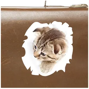 Ambiance-sticker Sticker Chat observant pas cher