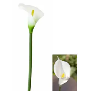 RueDeLaFete Fleur ARUM sur tige 65cm, ivoire pas cher