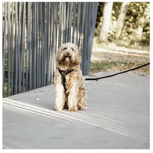 Kentucky - Harnais pour chien actif velours noir L 38-58cm pas cher