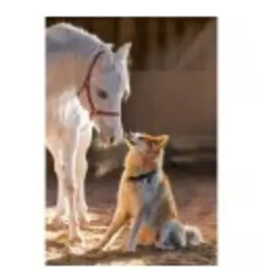 Puzzle 1000 pièces - CASTORLAND - Amitié unique - Adulte - 1000 pièces pas cher