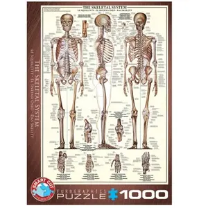 Puzzle Eurographics - Système squelettique - 1000 pièces - Science et espace pas cher