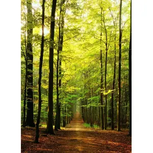 EurographicsPuzzles - Forest Path - puzzle - 1000 pièces pas cher