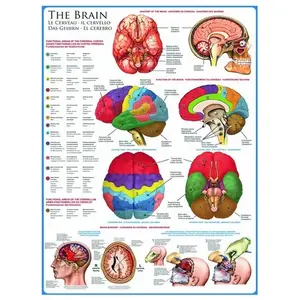 EurographicsPuzzles Science - The Brain - puzzle - 1000 pièces pas cher