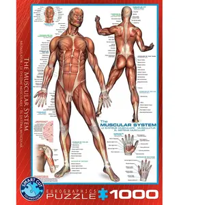 Eurographics Puzzle du système Musculaire Humain (1000 pièces) pas cher