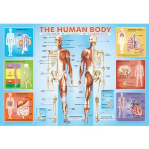 Non communiqué EuroGraphics Human Body Jigsaw Puzzle (200-Piece) pas cher