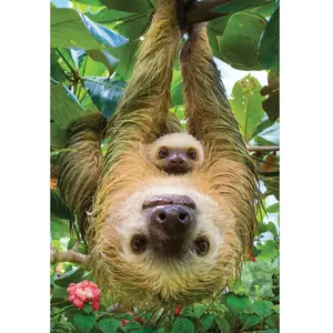 EuroGraphics Puzzle 250 pièces : Collection Save our planet : Les paresseux