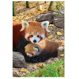 Comparateur de prix : EuroGraphics- Red Panda Puzzle, 8251-5557, Coloris Assortis, 33 x 48 cm