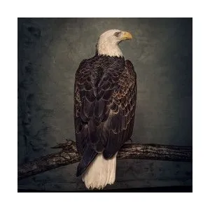 WEATHERMAKER MUSIC Book Of Bad Decisions Digipack pas cher