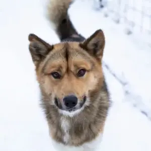 Balade en Chiens de traîneau près de Barcelonnette