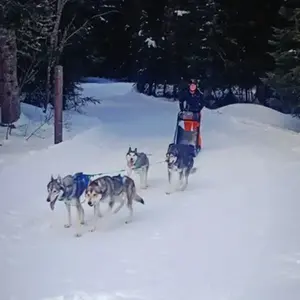 Conduite d'un attelage de Chiens à Saint-Martin-en-Vercors pas cher