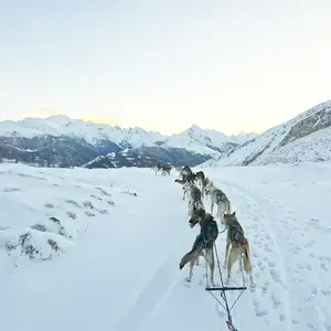 Randonnée en Chiens de Traîneau au Val d'Azun