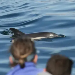 Sortie en Mer à la rencontre des Dauphins à Lorient