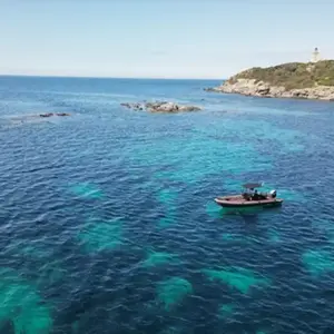 Sortie en Mer à la rencontre des Dauphins et Baleines à Saint-Cyr