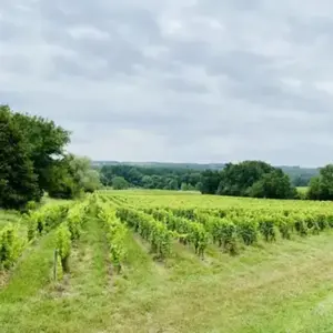 Visite et Dégustation de Vins au Domaine La Grande Maison à Monba