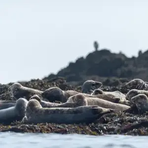 Sortie en Mer et observation de dauphins à Camaret-sur-Mer