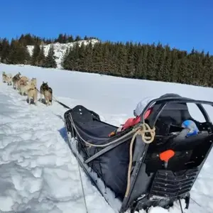 Balade en Chiens de Traîneau près de Valence