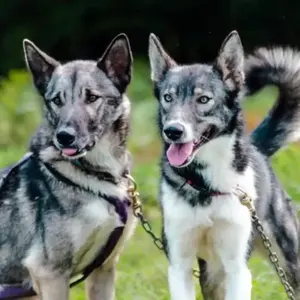 Randonnée en Cani-Kart près de La Mongie pas cher