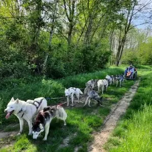 Randonnée en Cani-Kart près de Valence pas cher