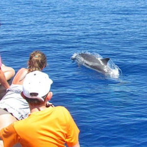 Rencontrer des Baleines et des Dauphins à Cannes pas cher