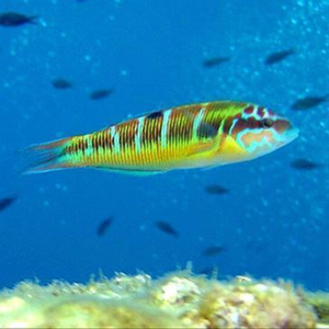 Baptême de Plongée près du Lavandou pas cher