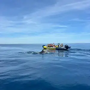 Sortie en mer à la rencontre avec les Dauphins à Sète pas cher