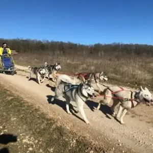 Randonnée en Cani-kart près de Troyes