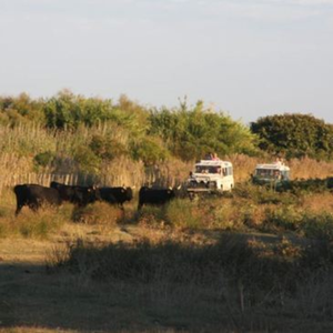 Randonnée Safari en 4x4 en Camargue près d'Arles pas cher