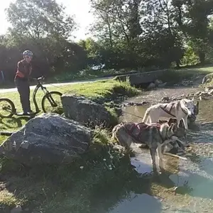 Balade en Cani-Trottinette dans les Pyrénées Catalanes