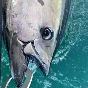 Pêche au Gros à Saint-Malo pas cher