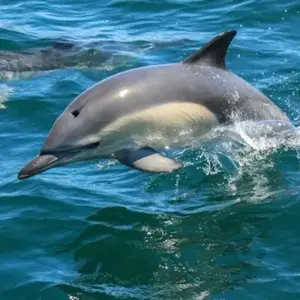 Sortie en Mer à la rencontre des Dauphins à Arzon pas cher