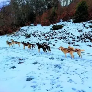 Randonnée en Chiens de Traîneau près de Bagnères-de-Luchon