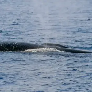 Sortie en Mer à la rencontre des Dauphins à Villefranche-sur-Mer