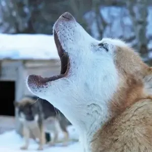 Randonnée en Chiens de Traîneau dans les Pyrénées Catalanes