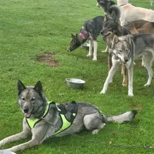 Balade en Cani-Rando à La Mongie pas cher