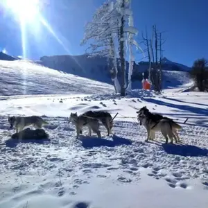Randonnée en Chiens de Traineau à Auron