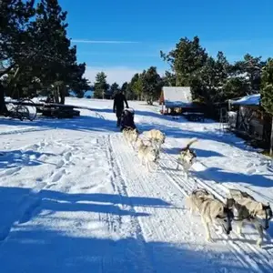 Randonnée en Chiens de Traîneau - Cambre-d'Aze près de Font-Romeu