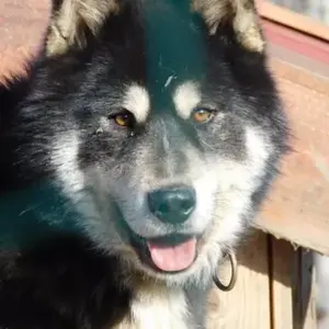 Balade en Chiens de Traîneau près de Clermont-Ferrand