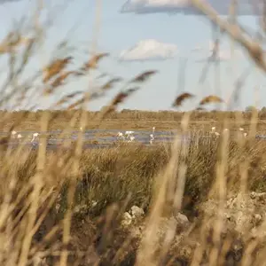 Randonnée Safari en 4x4 aux Saintes-Maries-de-la-Mer
